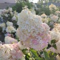vanilee-fraise-rosa-1.jpg