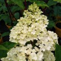 vanilee-fraise-rosa-2.jpg