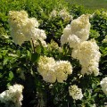 vanilee-fraise-rosa-3.jpg