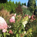 melba-hortensja-rosa.jpg