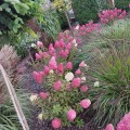 melba-hortensja-rosa-2.jpg