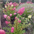 melba-hortensja-rosa-3.jpg