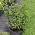 melba-hortensja-rosa-5.jpg