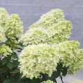hortensja-skyfall-rosa.jpg
