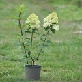 vanille-fraise-rosa-3.jpg