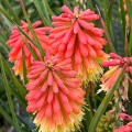 rocket-jr_kniphofia-rosa-1.jpg