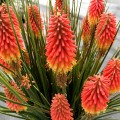 rocket-jr_kniphofia-rosa-2.jpg
