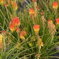 rocket-jr_kniphofia-rosa-3.jpg