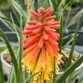 rocket-jr_kniphofia-rosa-4.jpg