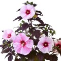starry-night_hibiscus-hybrida-rosa-1.jpg