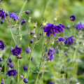 blue-barlow_aquilegia-vulgaris_rosa-4a.png