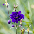 blue-barlow_aquilegia-vulgaris_rosa-4b.png