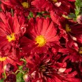 duchess-of-edinburgh_chrysanthemum-hybrida_rosa-1.jpg