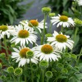 pearl-white_echinacea-rosa-2.jpg