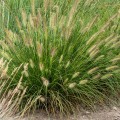 gelbstiel_pennisetum-alopecuroides_rosa-1.jpg