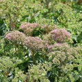 rozchodnik-okazaly-rosa-5.jpg
