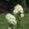 hortensja-polar-bear-rosa.jpg