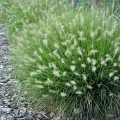 little-bunny_pennisetum-alopecuroides-rosa.jpg