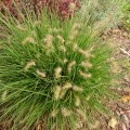 little-bunny_pennisetum-alopecuroides-rosa-3.jpg