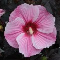 starry-night_hibiscus-hybrida-rosa.jpg