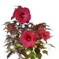 hibiskus-rosa-2.jpg