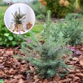 choinka-w-ogrodzie-platki-sniegu.jpg