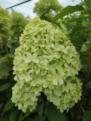 Hortensja bukietowa 'Limelight' 1LITR