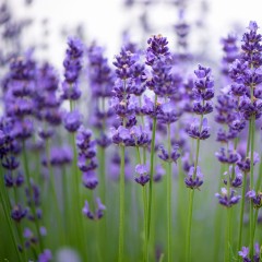 Lawenda 'Blue Scent'