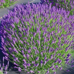 Lawenda wąskolistna 'Hidcote Compact'