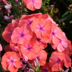 Floks Wiechowaty 'Flame Coral'