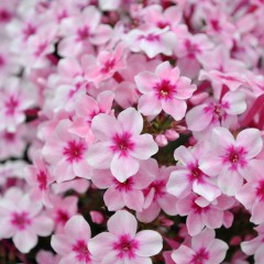 Floks Wiechowaty 'Early Pink'