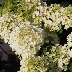 Hortensja Bukietowa 'Bombshell' 