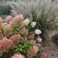 Hortensja Bukietowa 'Bobo'