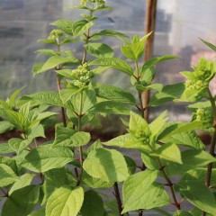 Hortensja Bukietowa 'Magical Moonlight'