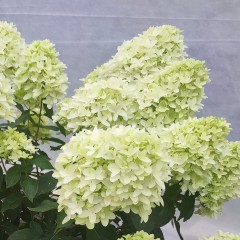 Hortensja Bukietowa 'Skyfall'