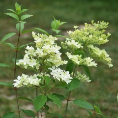 Hortensja Bukietowa 'Dentelle de Gorron'