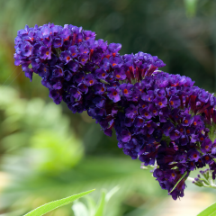 Budleja Davida 'Black Knight'