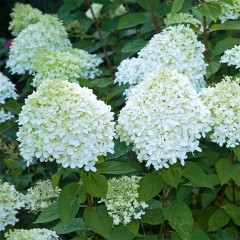 Hortensja Bukietowa 'Polar Bear'