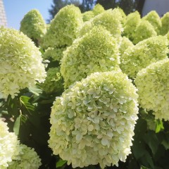 Hortensja bukietowa 'Limelight' 3 LITRY