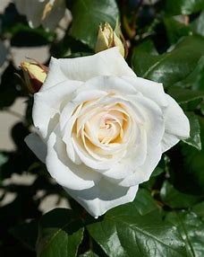 RÓŻA National Parks Paramount odmiana pachnąca - Claus Dalby