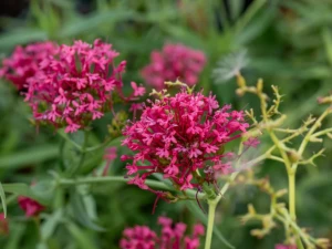Ostrogowiec Centranthus ruber var. coccineus 'Rosenrot'