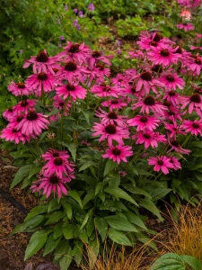 Jeżówka Purple Emperor Cudny kolor 2l