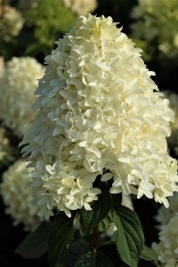 Hortensja 'SkyFall' na Pniu