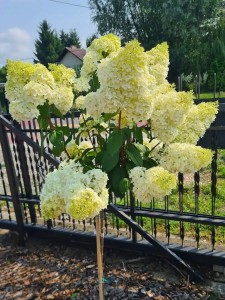 HORTENSJA NA PNIU BUKIETOWA LIMELIGHT LIMONKOWA PIEKNOŚĆ 3L