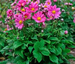 ZAWILEC MARGARETE 3l IDEALNY DO JESIENNYCH KOMOZYCJI