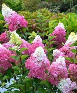 Hortensja bukietowa 'Vanille Fraise'