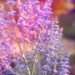 Perovskia łobodolistna 'Blue Spire'