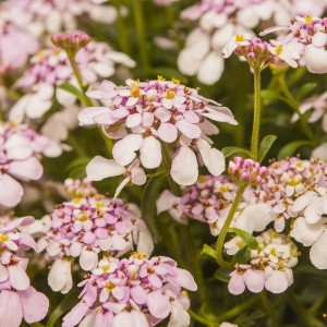 Ubiorek wieczniezielony 'Pink Ice'