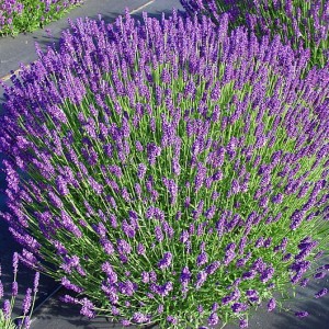 Lawenda wąskolistna 'Hidcote Compact'