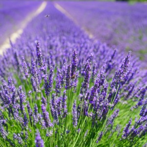 Lawenda wąskolistna 'Valence Dark Violet'